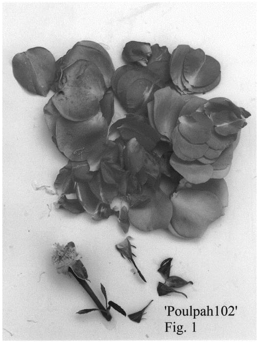 Figure 1 of US plant patent PP33136, the photograph of Poulpah102 printed in the patent.