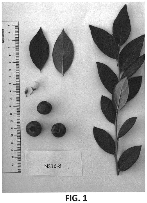 Figure 1 of US plant patent PP33137, the photograph of NS 16-8 printed in the patent.