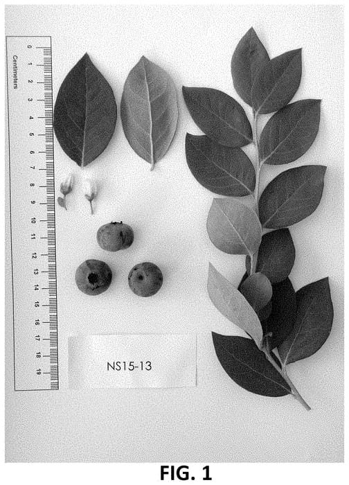 Figure 1 of US plant patent PP33138, the photograph of NS 15-13 printed in the patent.