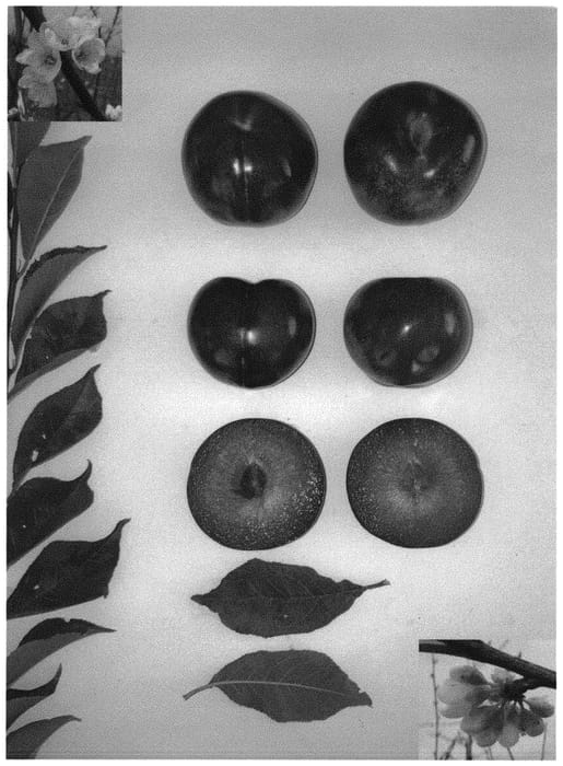 Figure 1 of US plant patent PP33139, the photograph of PLUMRED XIV printed in the patent.