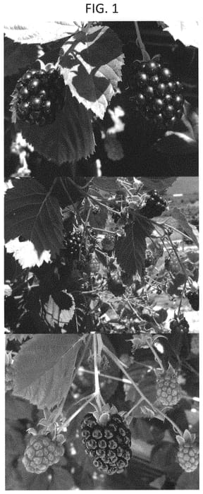 Figure 1 of US plant patent PP33140, the photograph of A-2491T printed in the patent.