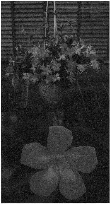 Figure 1 of US plant patent PP33141, the photograph of Sunpa 4411 printed in the patent.