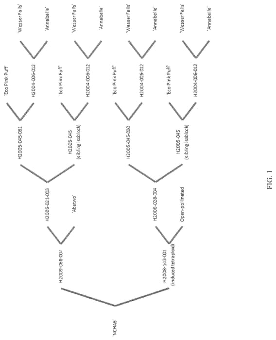 Figure 1 of US plant patent PP33142, the photograph of NCHA6 printed in the patent.