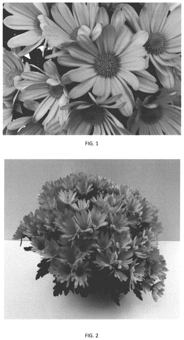 Figure 1 of US plant patent PP33144, the photograph of CIDZ0101 printed in the patent.