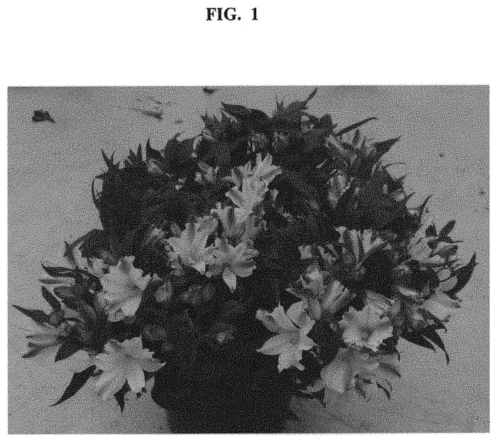 Figure 1 of US plant patent PP33145, the photograph of ZAPRICHARMI printed in the patent.