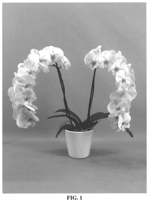 Figure 1 of US plant patent PP33146, the photograph of PHALGRUSEI printed in the patent.
