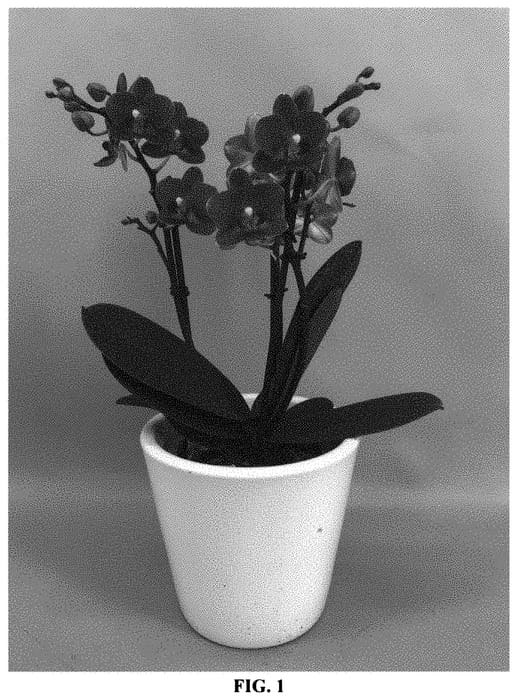 Figure 1 of US plant patent PP33147, the photograph of PHALINVIS printed in the patent.