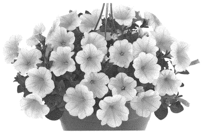 Figure 1 of US plant patent PP33148, the photograph of Dopetsurye printed in the patent.
