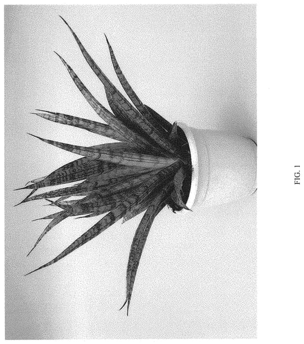 Figure 1 of US plant patent PP33149, the photograph of HANSOTI26 printed in the patent.