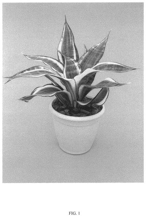 Figure 1 of US plant patent PP33150, the photograph of HANSOTI23 printed in the patent.