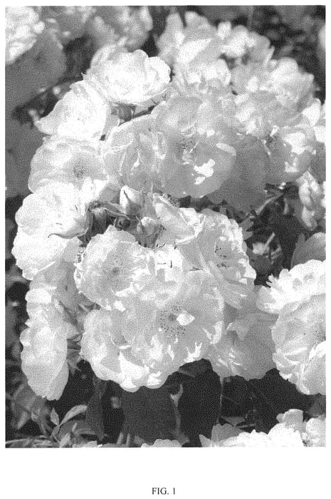 Figure 1 of US plant patent PP33151, the photograph of RUIBG0025A printed in the patent.