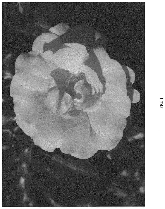 Figure 1 of US plant patent PP33152, the photograph of RUIRI0091A printed in the patent.