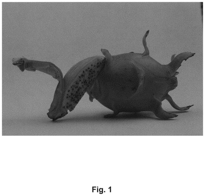 Figure 1 of US plant patent PP33153, the photograph of DF14 printed in the patent.