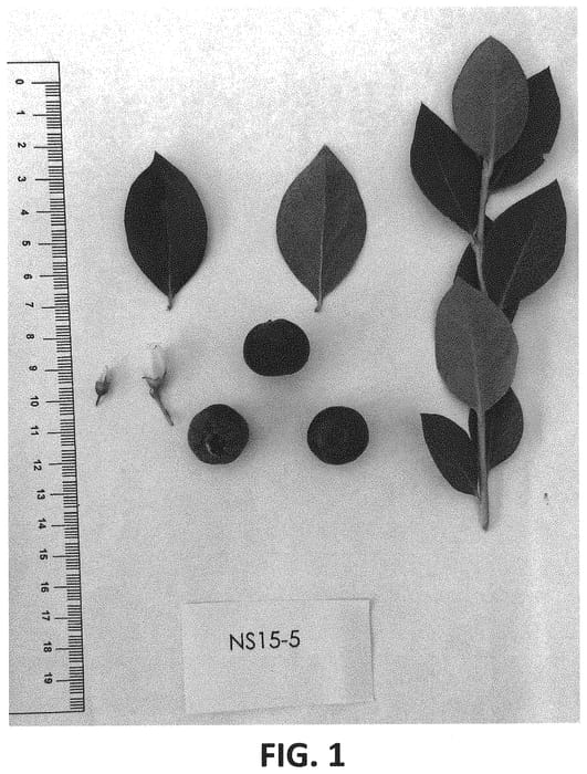 Figure 1 of US plant patent PP33154, the photograph of NS 15-5 printed in the patent.