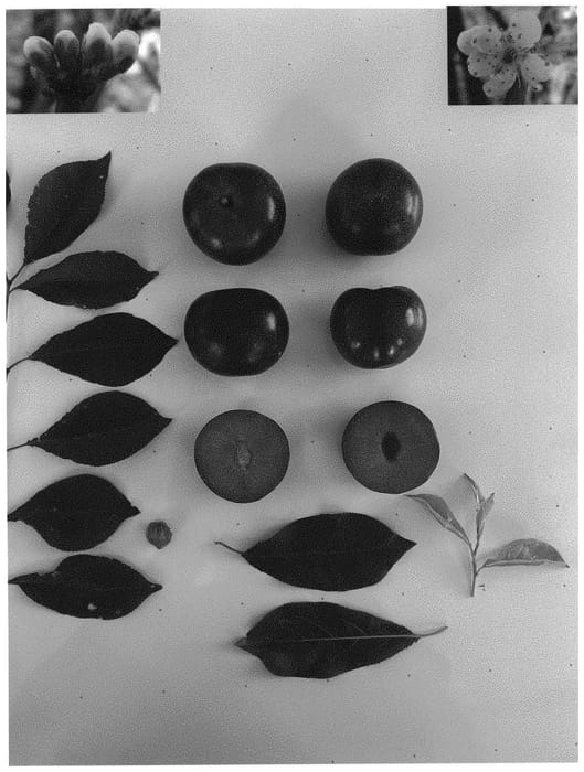 Figure 1 of US plant patent PP33155, the photograph of Plumred IV printed in the patent.
