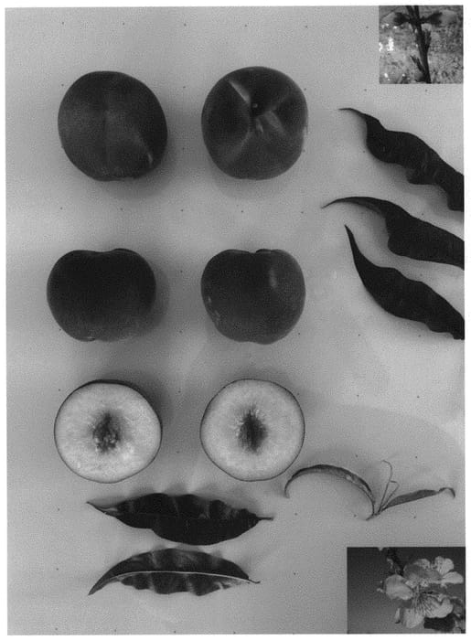 Figure 1 of US plant patent PP33156, the photograph of Pearl Princess VI printed in the patent.