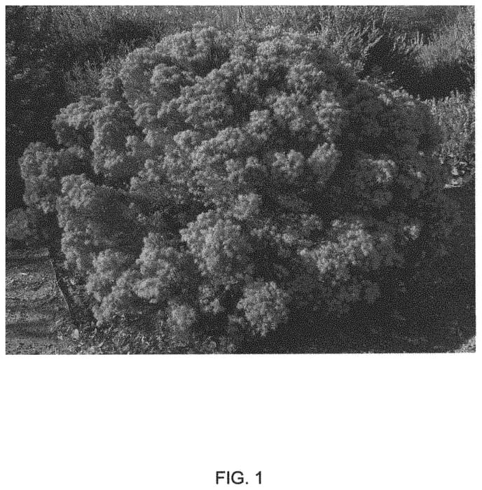 Figure 1 of US plant patent PP33157, the photograph of Butterbloom printed in the patent.