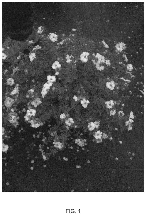 Figure 1 of US plant patent PP33158, the photograph of Mincrero01 printed in the patent.