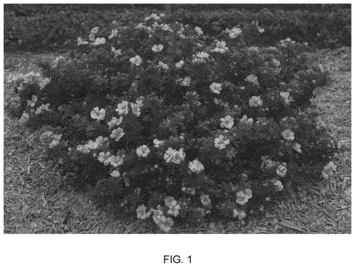 Figure 1 of US plant patent PP33159, the photograph of Minjau03 printed in the patent.