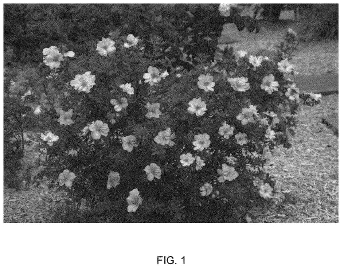Figure 1 of US plant patent PP33160, the photograph of Mincrero04 printed in the patent.