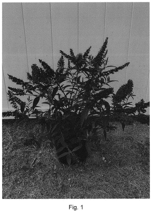 Figure 1 of US plant patent PP33161, the photograph of SRPbudroy printed in the patent.