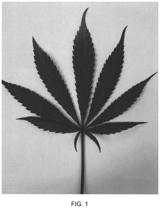 Figure 1 of US plant patent PP33162, the photograph of Eighty Eight printed in the patent.