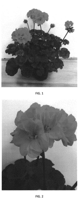 Figure 1 of US plant patent PP33163, the photograph of PEQZ0077 printed in the patent.