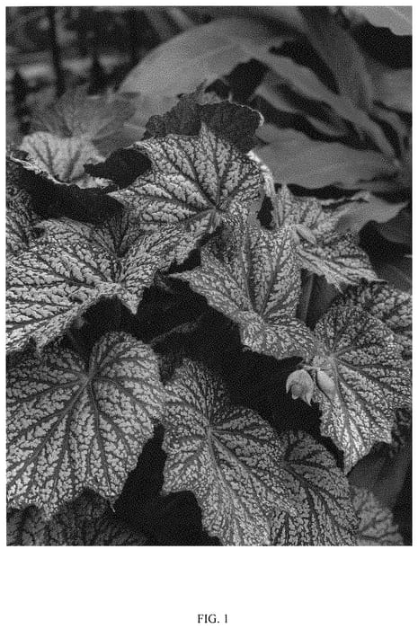 Figure 1 of US plant patent PP33164, the photograph of Sterling Moon printed in the patent.