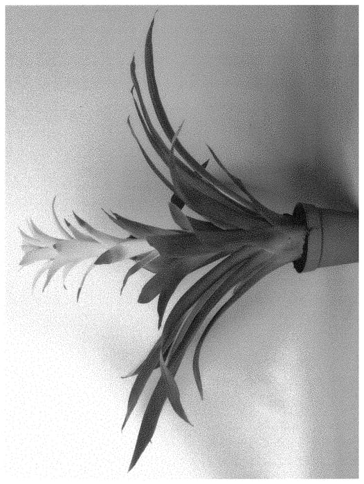 Figure 1 of US plant patent PP33165, the photograph of DESIRE printed in the patent.