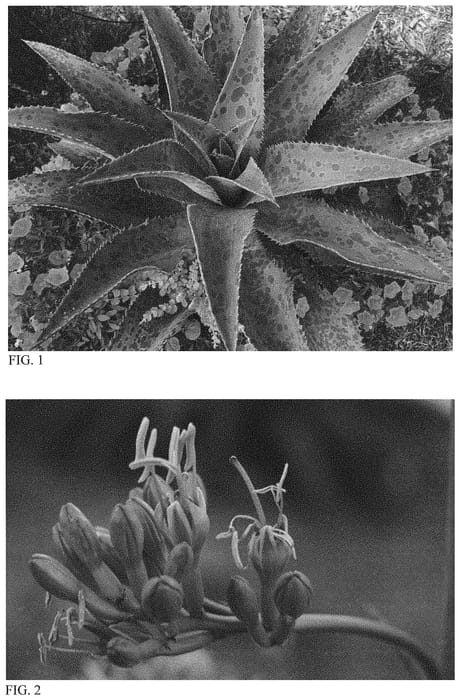 Figure 1 of US plant patent PP33166, the photograph of Fiercely Fabulous printed in the patent.