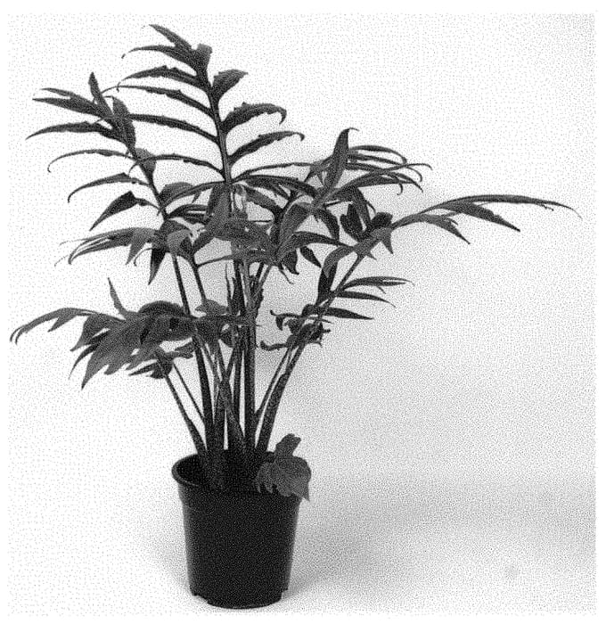 Figure 1 of US plant patent PP33167, the photograph of PPIALO008 printed in the patent.