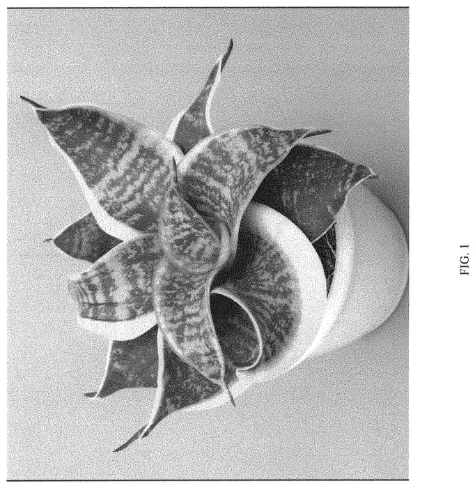 Figure 1 of US plant patent PP33168, the photograph of HANSOTI21 printed in the patent.