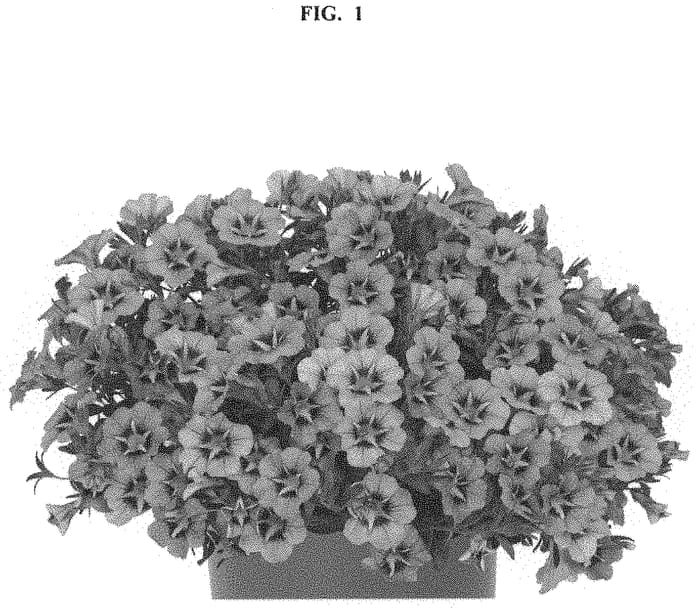 Figure 1 of US plant patent PP33169, the photograph of Docalaltidab printed in the patent.