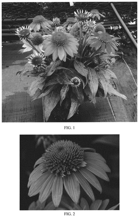 Figure 1 of US plant patent PP33170, the photograph of Balsomstor printed in the patent.