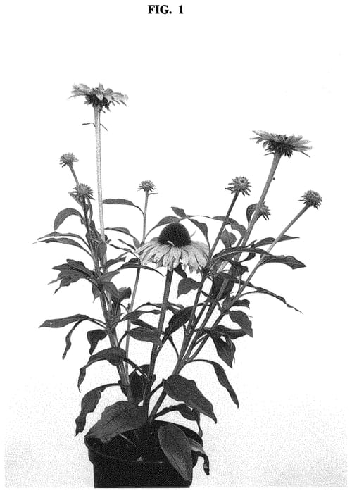 Figure 1 of US plant patent PP33171, the photograph of IFECSSRA printed in the patent.