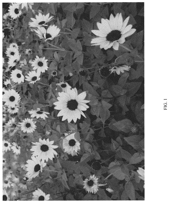 Figure 1 of US plant patent PP33172, the photograph of TMSNBLEV16-1 printed in the patent.