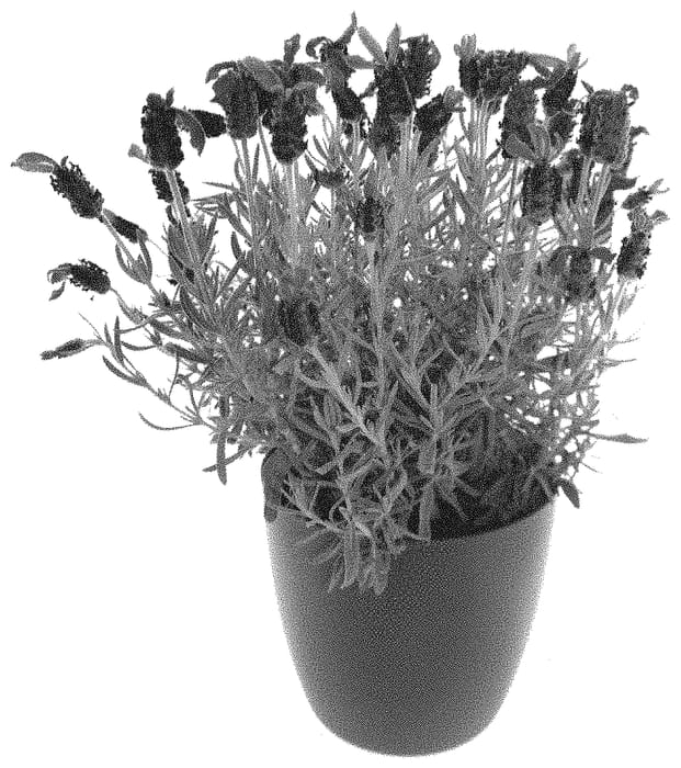 Figure 1 of US plant patent PP33173, the photograph of AGRI811 printed in the patent.