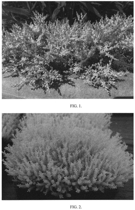 Figure 1 of US plant patent PP33174, the photograph of Yellowstone printed in the patent.