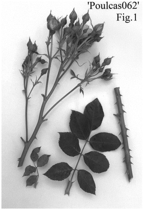 Figure 1 of US plant patent PP33175, the photograph of Poulcas062 printed in the patent.