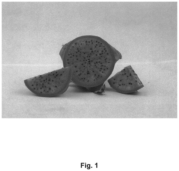 Figure 1 of US plant patent PP33176, the photograph of DF 16 printed in the patent.