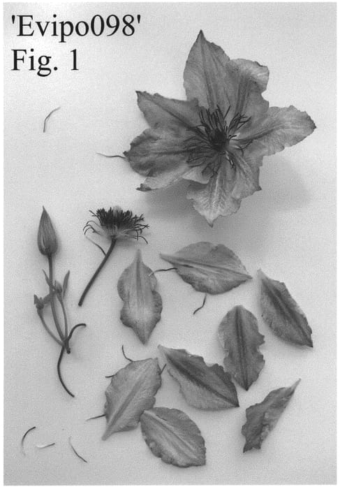Figure 1 of US plant patent PP33177, the photograph of Evipo098 printed in the patent.