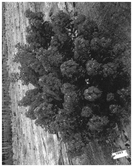 Figure 1 of US plant patent PP33178, the photograph of HOCH1065 printed in the patent.