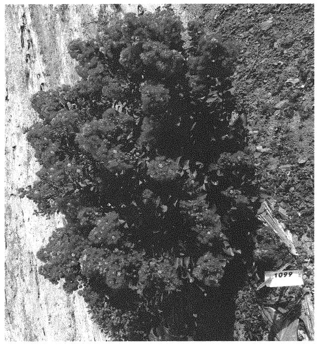 Figure 1 of US plant patent PP33179, the photograph of HOCH1099 printed in the patent.