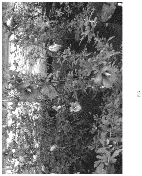 Figure 1 of US plant patent PP33180, the photograph of MINSYBV3S01 printed in the patent.