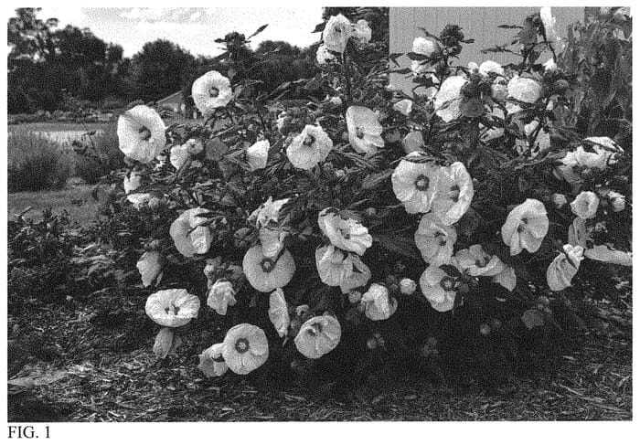 Figure 1 of US plant patent PP33181, the photograph of French Vanilla printed in the patent.