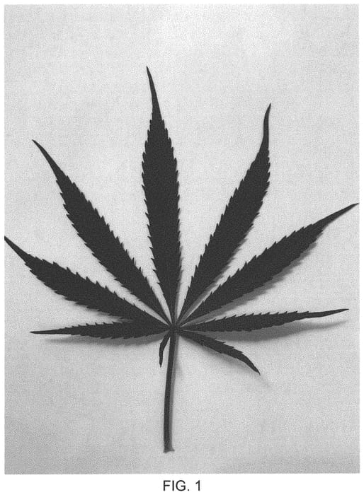 Figure 1 of US plant patent PP33182, the photograph of Painted Lady printed in the patent.