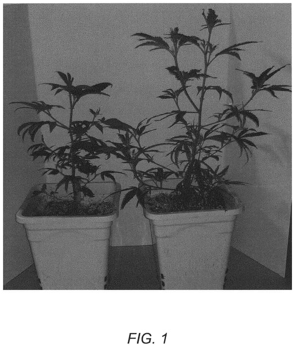 Figure 1 of US plant patent PP33183, the photograph of C2B printed in the patent.