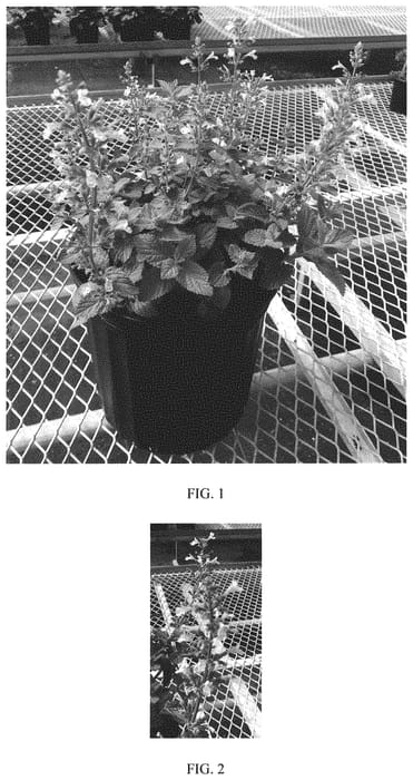 Figure 1 of US plant patent PP33184, the photograph of Balpurrink printed in the patent.