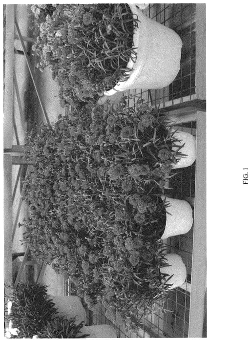 Figure 1 of US plant patent PP33185, the photograph of DDTRO15-0 printed in the patent.