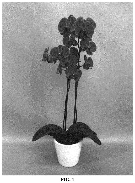 Figure 1 of US plant patent PP33186, the photograph of PHALKEDHY printed in the patent.